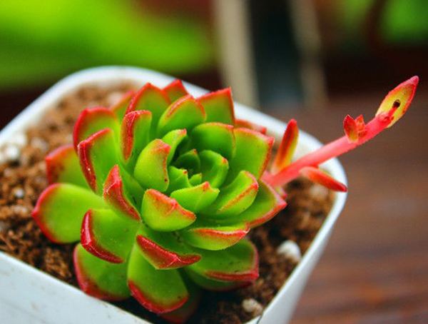 多肉植物美丽莲怎么养好?
