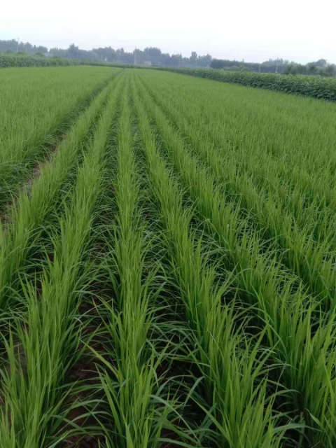 碳氢旱稻为农业发展增产增收,为粮食安全保驾护航