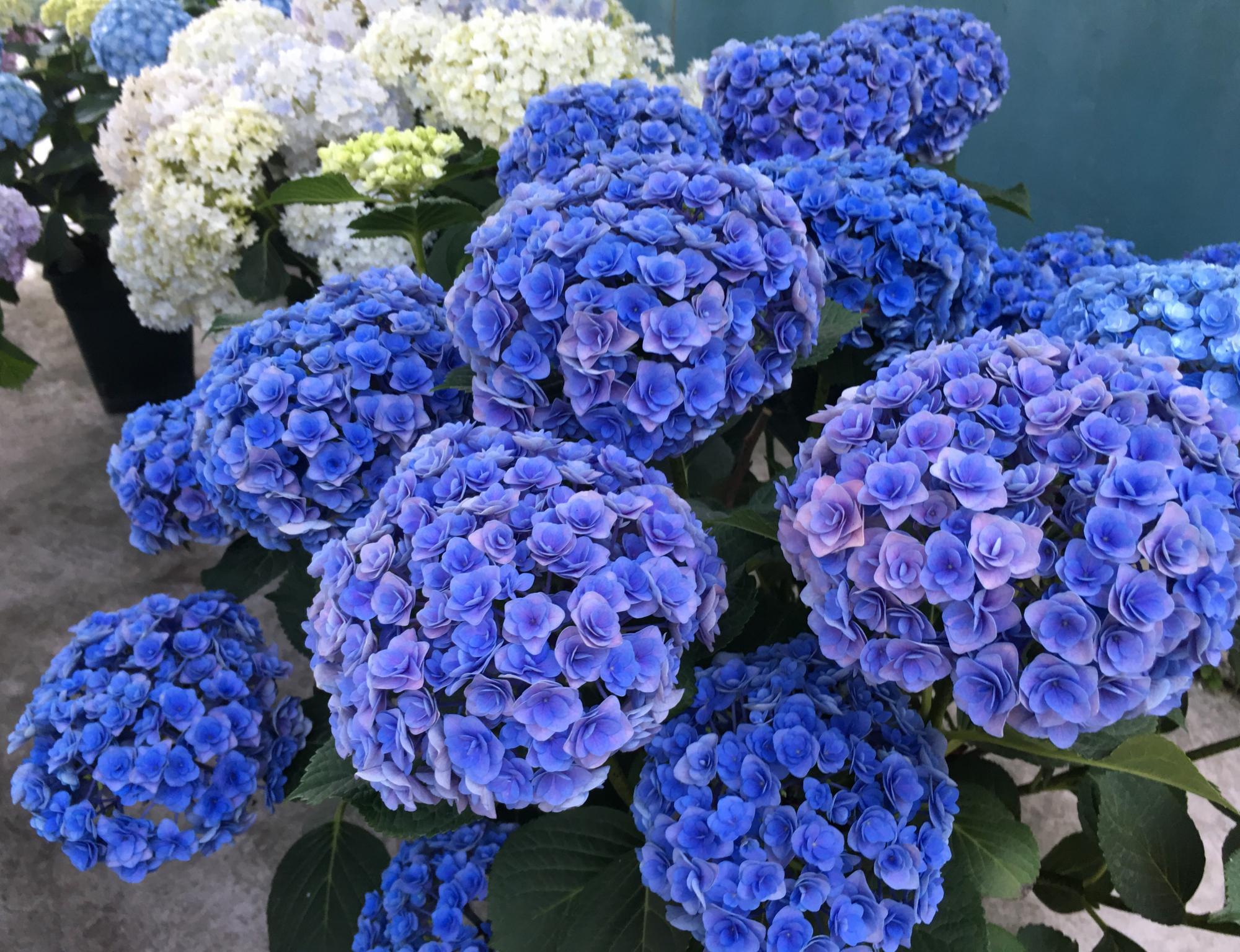 出现的问题就是来年只会长叶不开花,因为绣球花的开花原理是在头年的