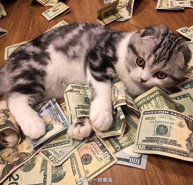收下这群招财猫,愿大家财源广进,全员暴富