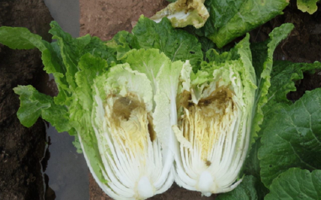 爱吃白菜的要留意了!我也就今天才晓得,看完赶紧告诉家里人