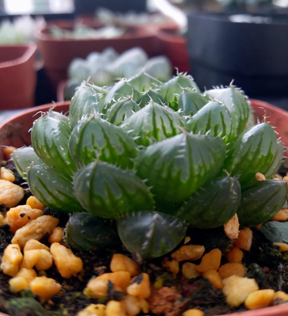 多肉玉露软萌很可爱怎么养得更肥厚全靠这些小技巧