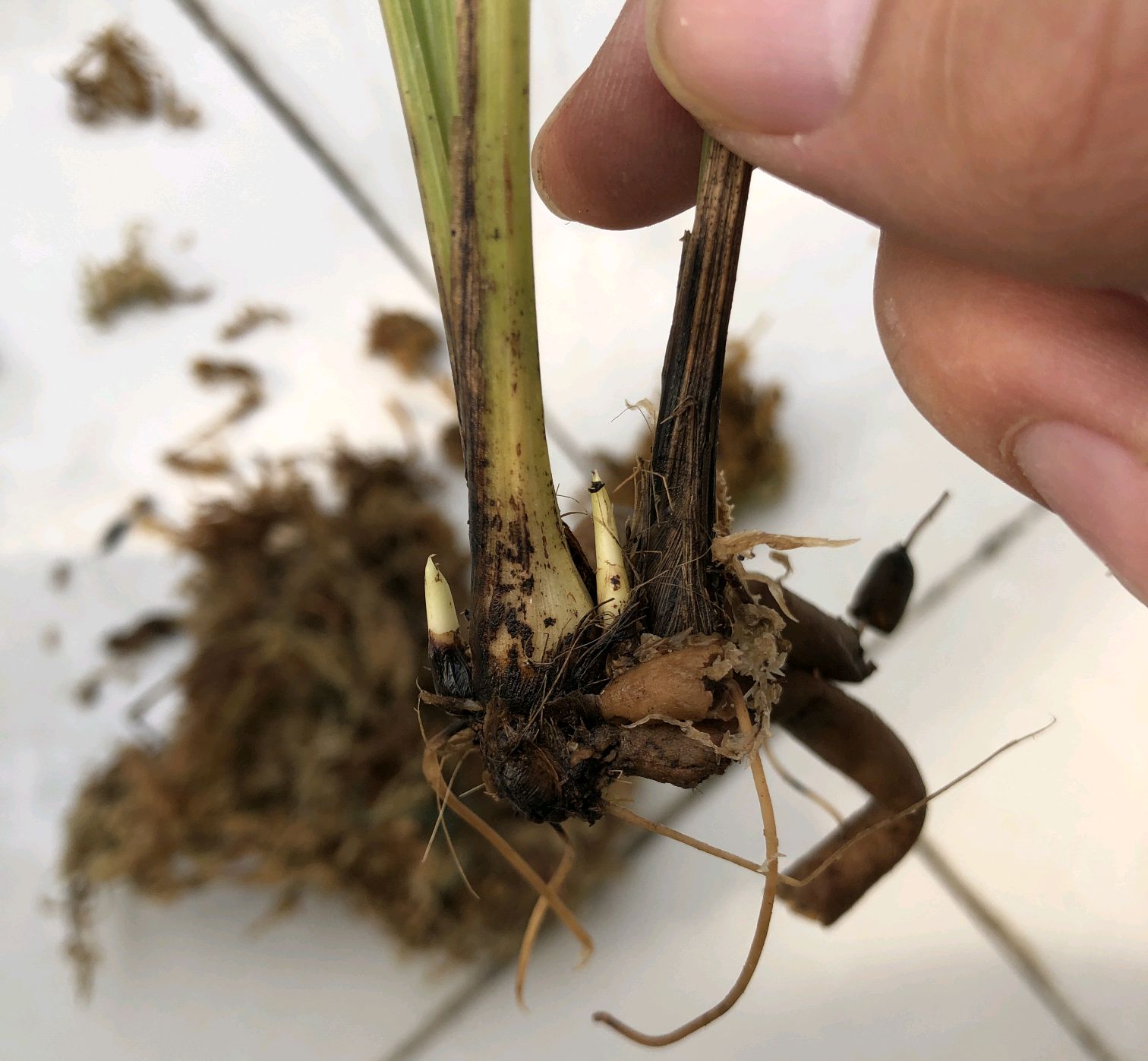晾根到根系有些发软时使用爆花,水苔,或者素沙来深埋捂兰花芦头,几个