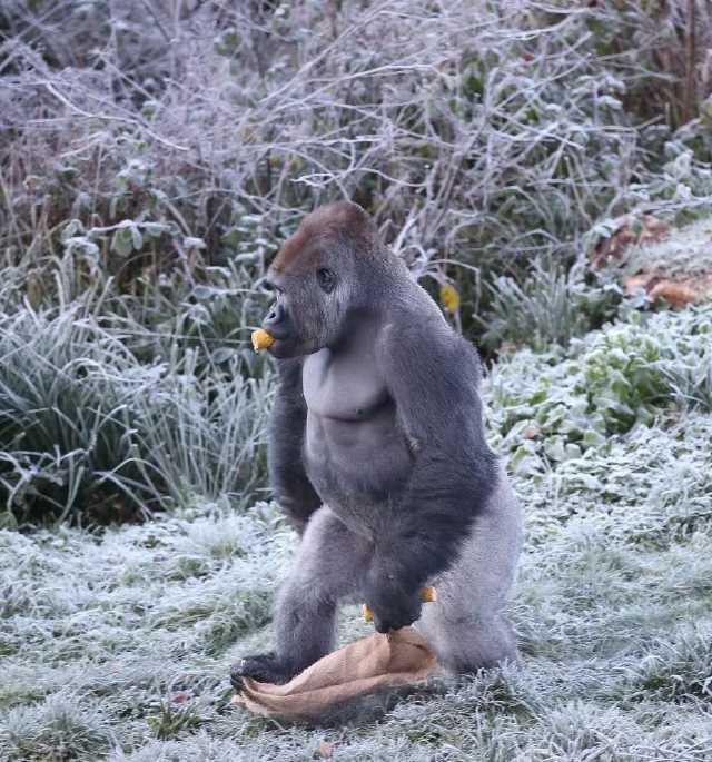 大猩猩外出觅食,吃完之后还打包带回,动作像极了人类