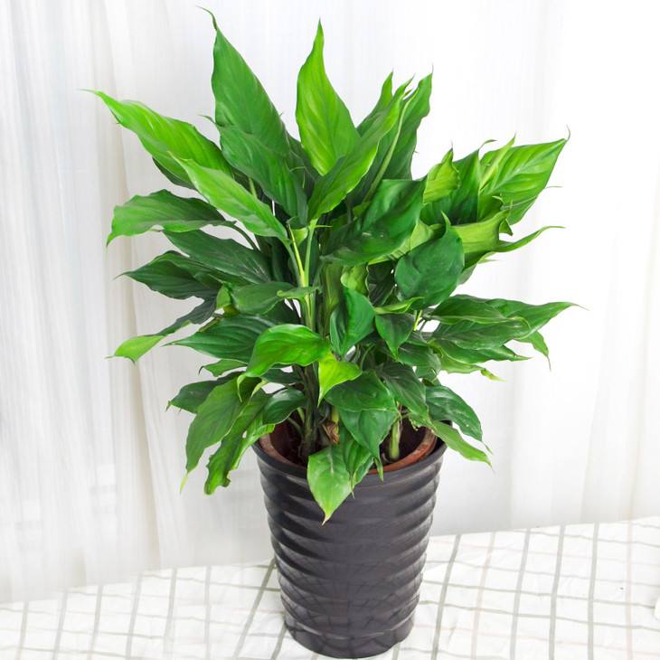 还有一种是万年青,成年青这种材料它一年四季都是是绿色的,这种植物它