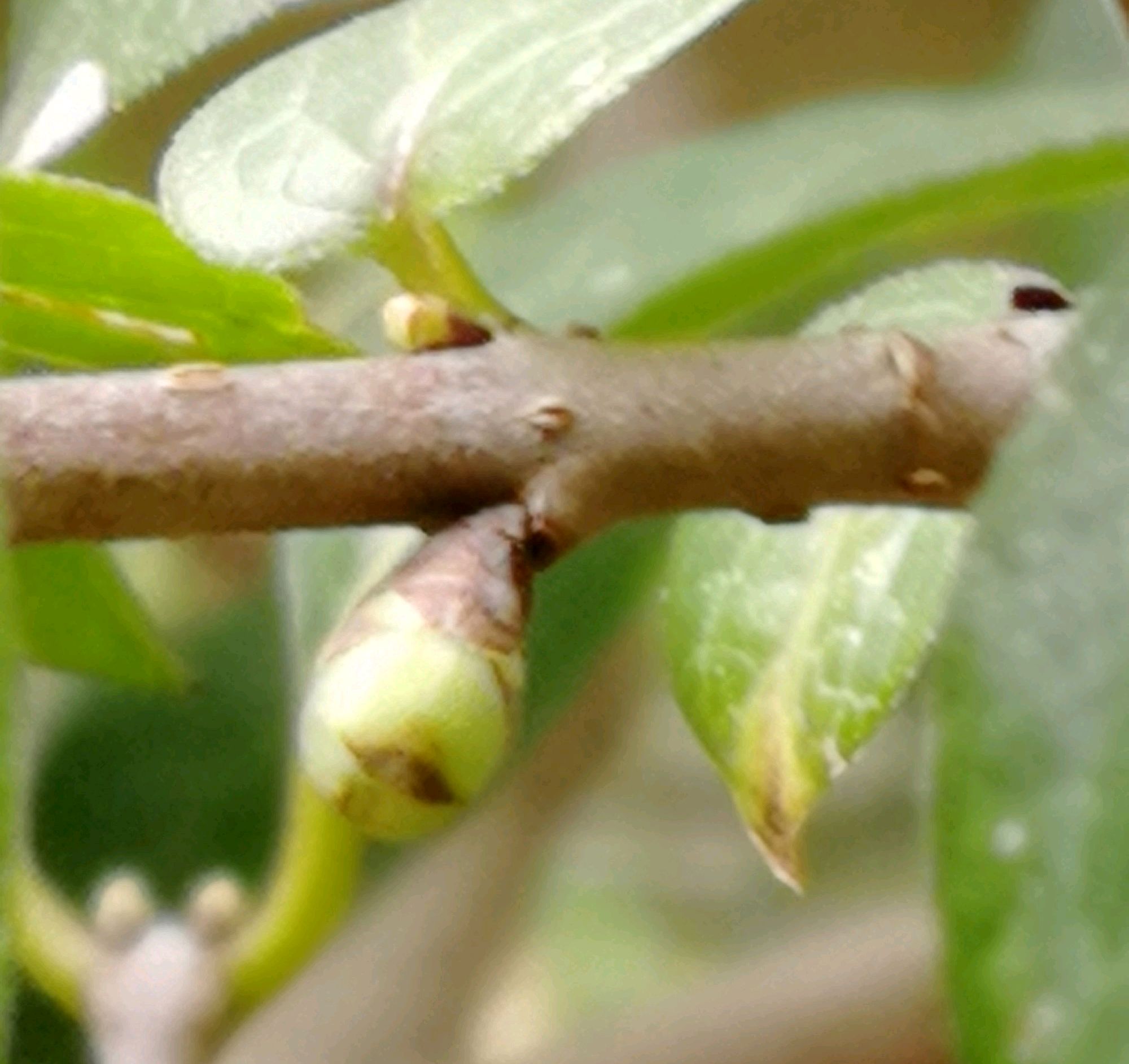 腊梅来花苞了怎么养?按照花匠的操作,提前闻香,花期长
