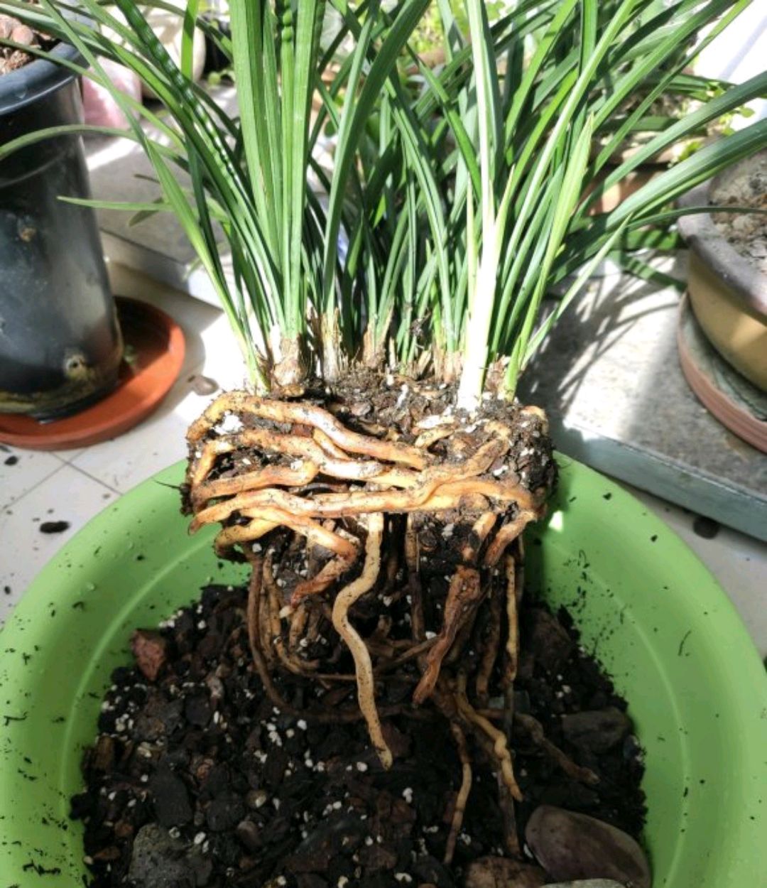 今天给建兰换盆发现兰花的下部根系空根腐烂是怎么回事半截水