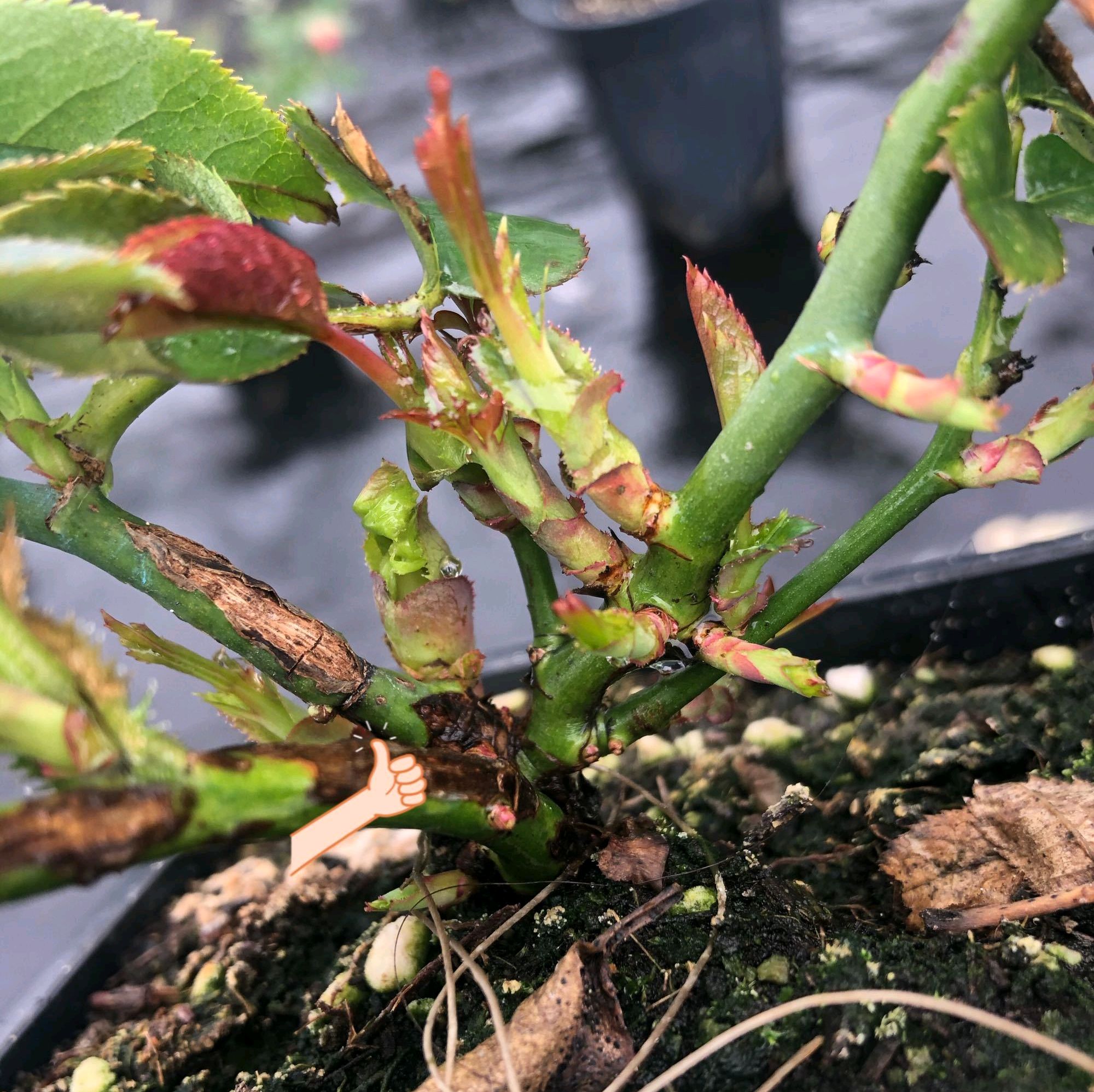 月季花要想疯长粗壮芽,先横拉,定期浇肥多淋雨,一年长成花球