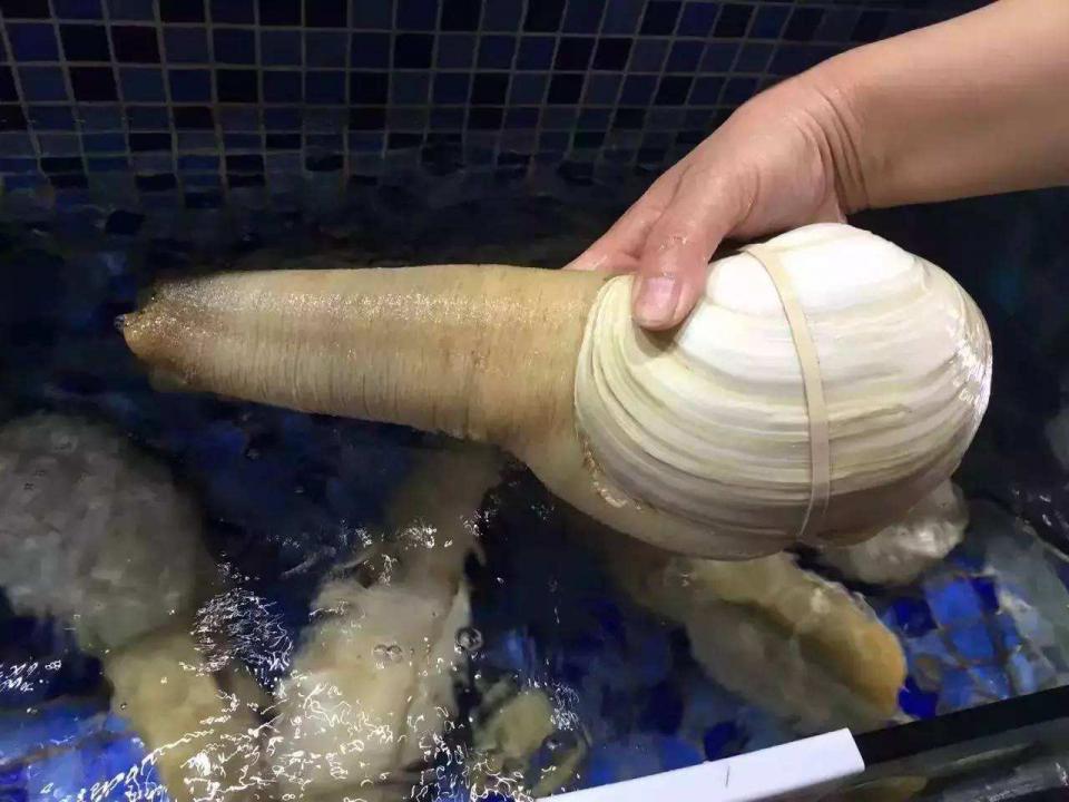 模样长得羞羞,国外泛滥无人吃,被引到我国大量养殖成高端海鲜|象拔蚌