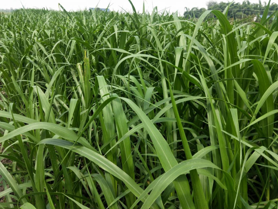 "中华粮草自2012年被带到印度尼西亚进行跨纬度培育,尔后经过多年的多