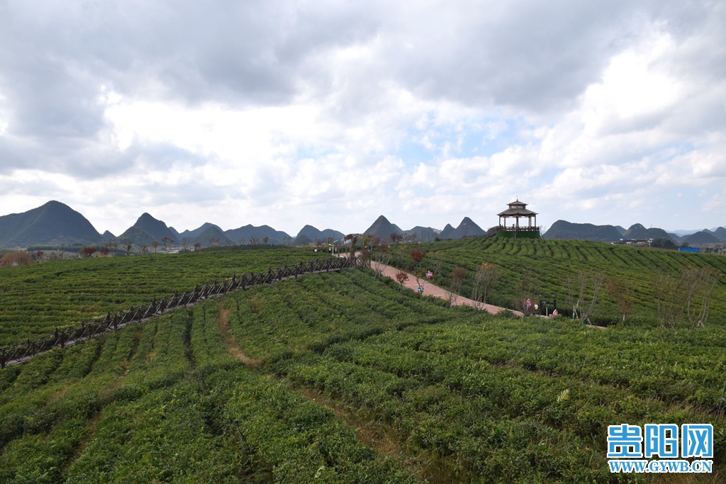 【图集】贵阳清镇芦荻哨村:初冬茶山美