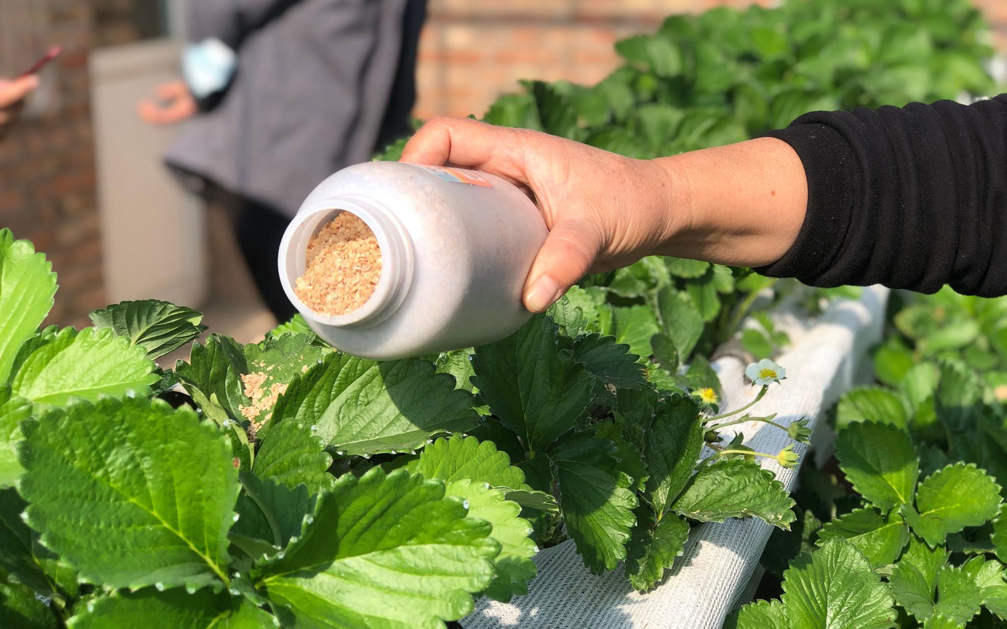 在草莓叶片上使用捕食螨.