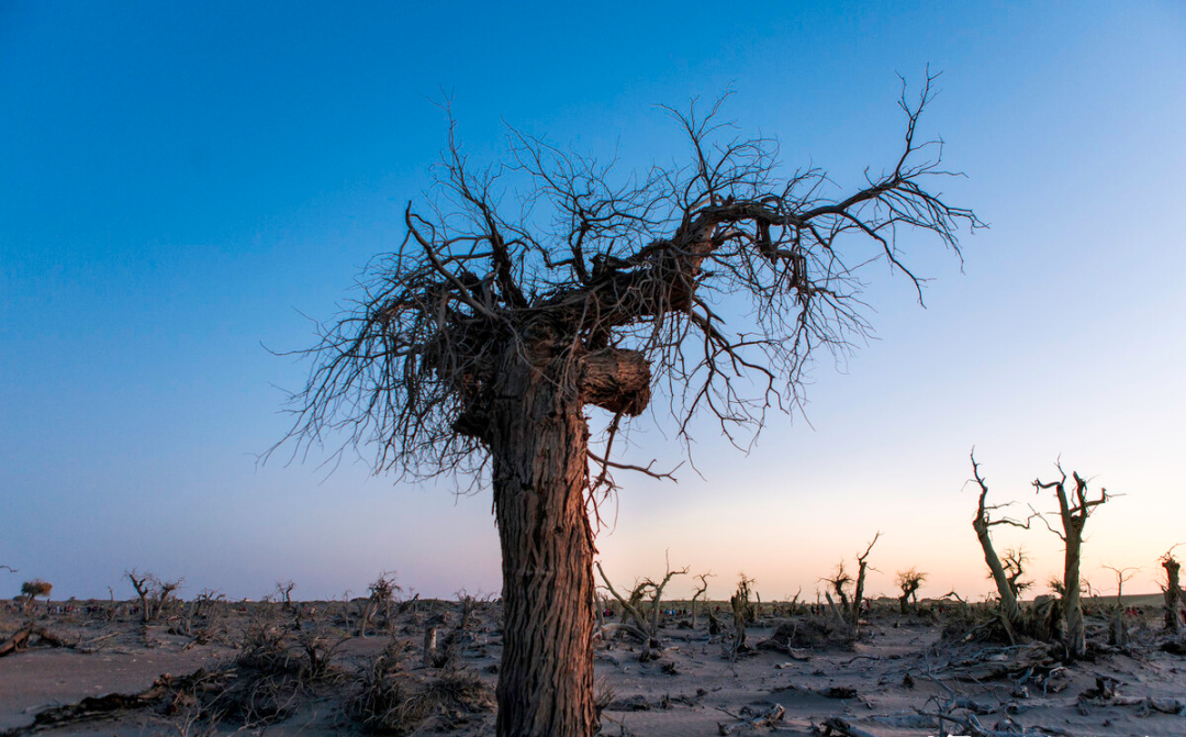 不瞒你说:"屋后树枯灾祸生,屋前树空损人丁",是啥意思?