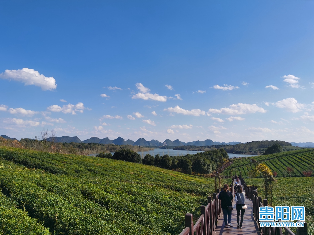 【图集】贵阳清镇芦荻哨村:初冬茶山美