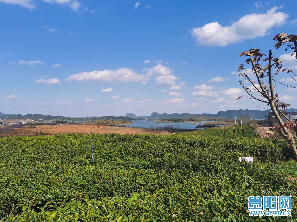 【图集】贵阳清镇芦荻哨村:初冬茶山美