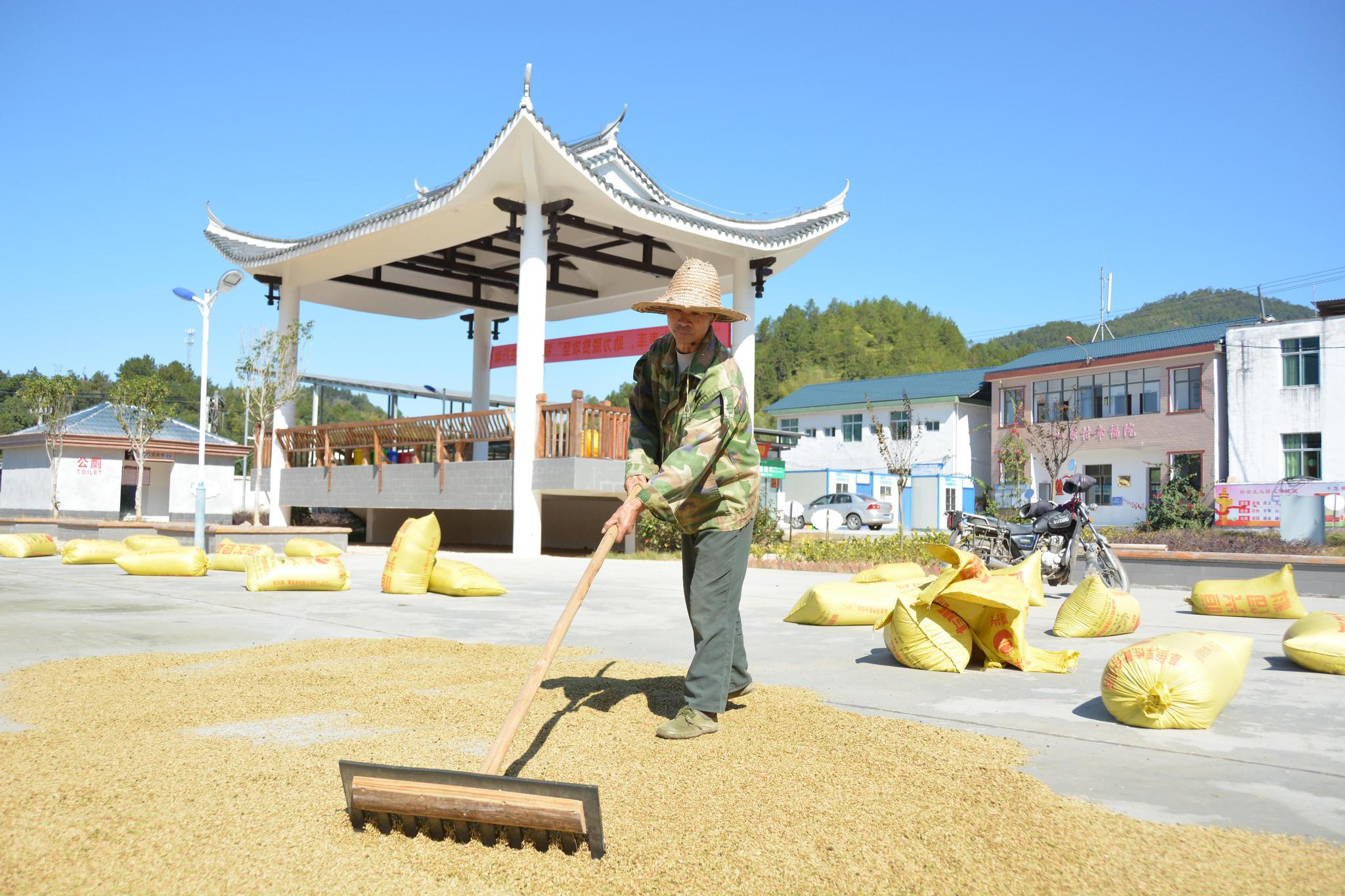 11月13日,福建省连城县塘前乡水源村,一位农户在晾晒稻谷.