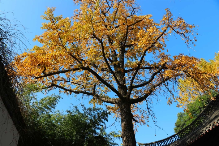 扬州市树之一的银杏,终于迎来了它一年中最闪光的时刻