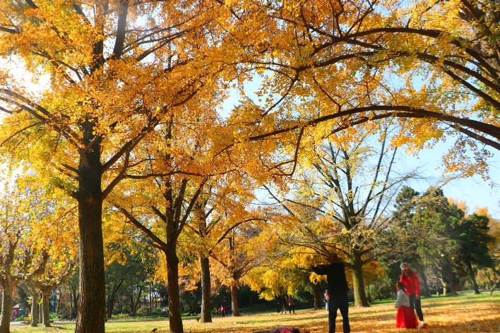 扬州市树之一的银杏,终于迎来了它一年中最闪光的时刻