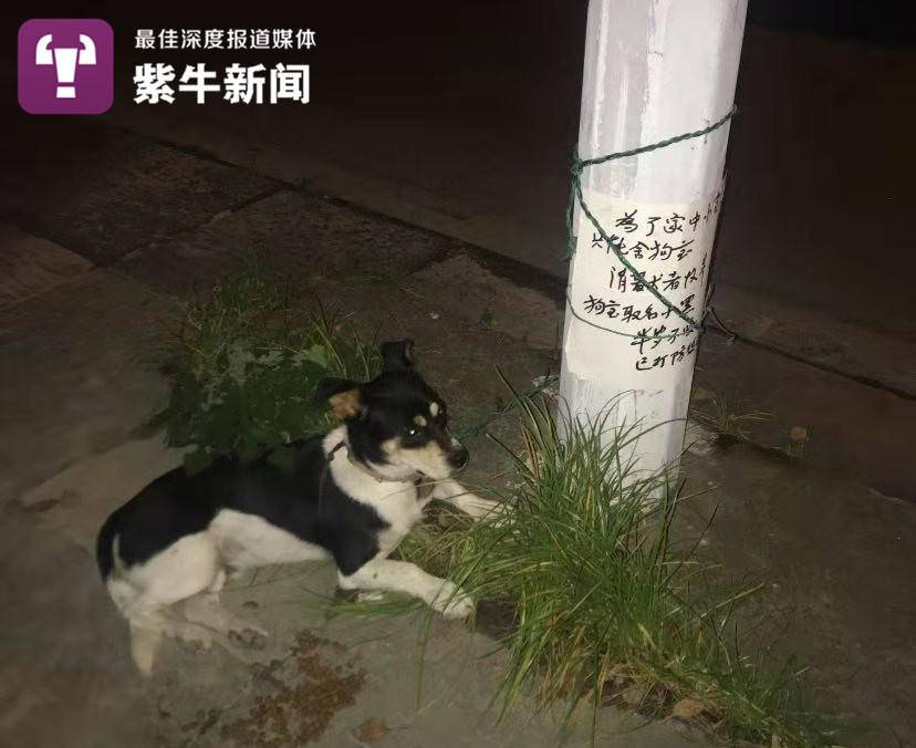 紫牛头条 上海杀妻焚尸案今日开庭 妻子前一天刚测出有孕 上海市 上海 新浪新闻 紫牛头条 上海杀妻焚尸案今日开庭 妻子前一天刚测出有孕 上海市 上海 新浪新闻