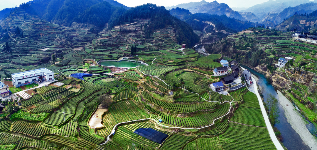 吉首再入全国百强,永顺荣获"古莓茶之乡"|吉首市|湖南省|永顺县志第三