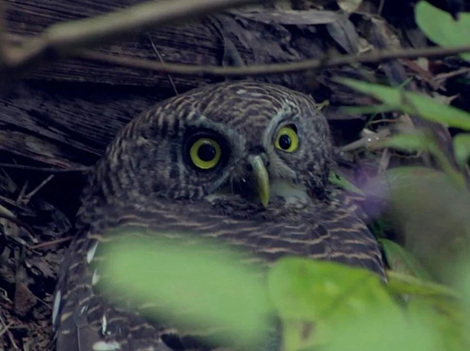 大家得知这只野生动物学名为斑头鸺鹠,俗称小猫头鹰,属于国家二级保护