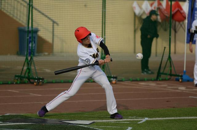 2020年"熊猫杯"中国慢投垒球企业联赛 华北分区赛在石家庄收官|分区赛