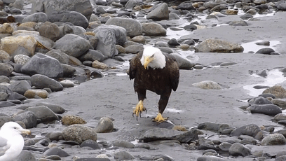 动物迷惑走路行为大赏_新浪新闻