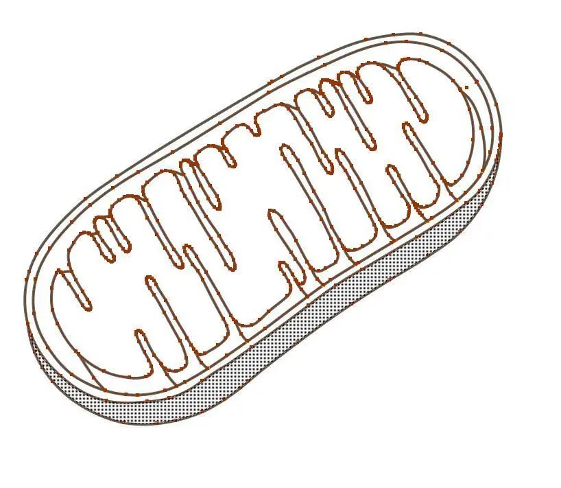 形状生成器使用线粒体的内膜再画出线粒体的外膜画出钢笔工具使用新建