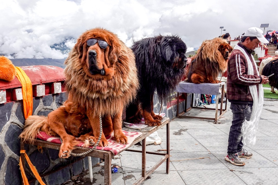 羊卓雍措景区附近观景台上藏獒和牦牛不再凶猛温顺与游客合影