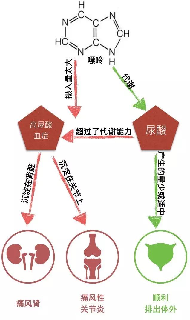 痛风用药图解|痛风|高尿酸血症|药学_新浪新闻