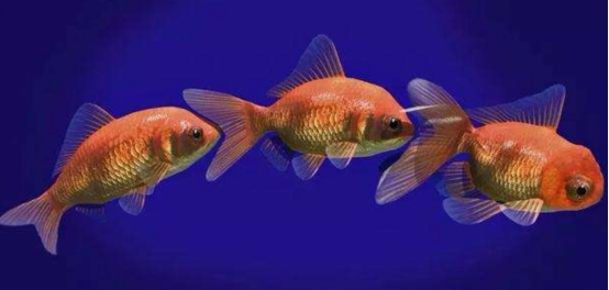 金鱼祖先是鲫鱼科学家做了一场亲子鉴定答案让人难以接受