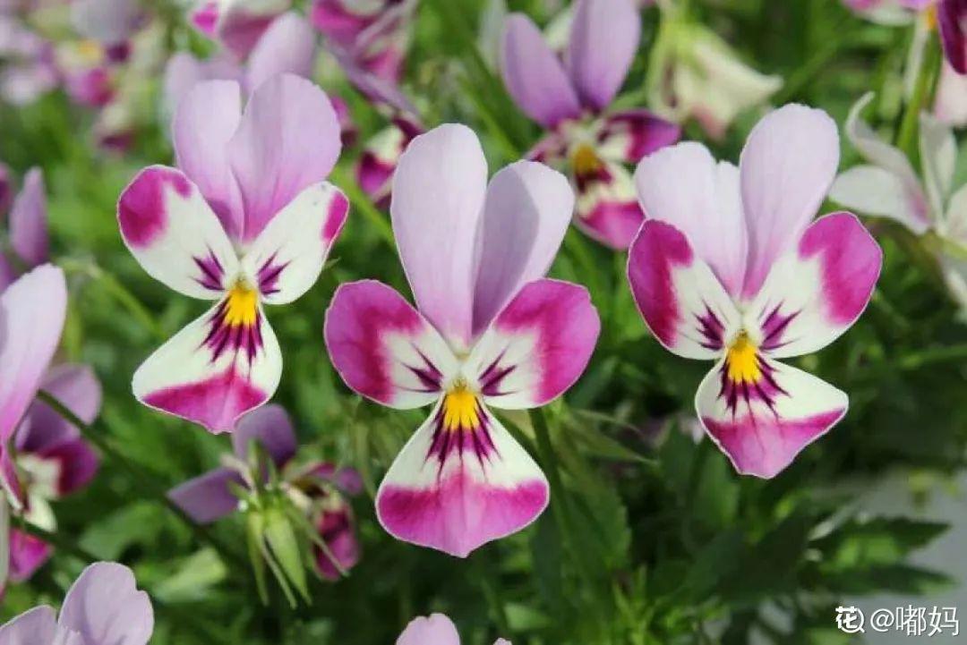 小兔子花真抗冻天冷就开花从现在开到明年