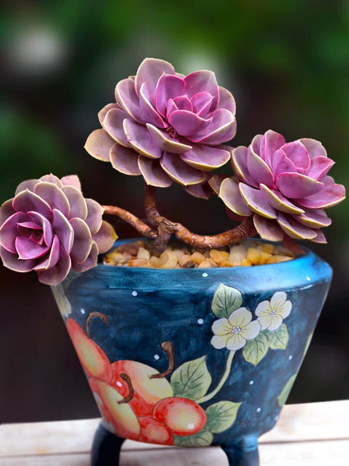 紫珍珠想养成老桩,避开这"三怕",时间短一倍,香气宜人小半年