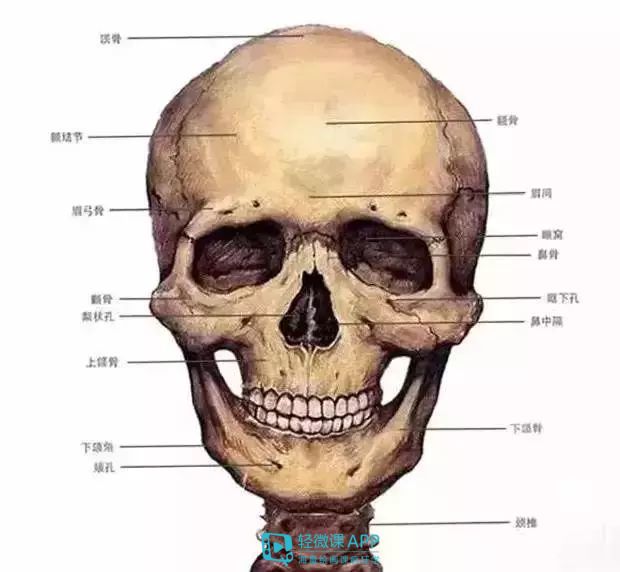 想画好素描人物五官?这里教你几招!