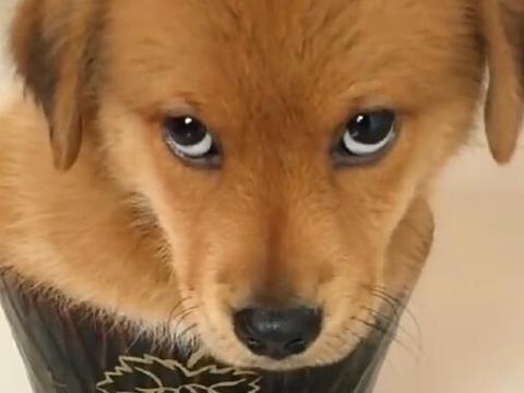 狗狗被塞进花盆,直接翻起白眼,眼神能秒杀主人!