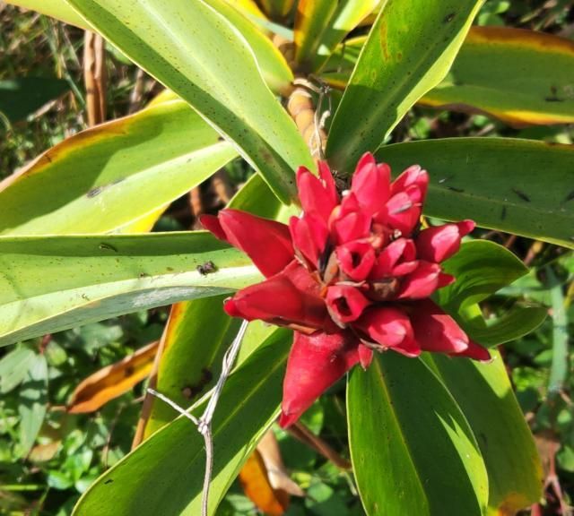 红花闭鞘姜,一种神秘的植物,是味难得的好药材,见到请珍惜