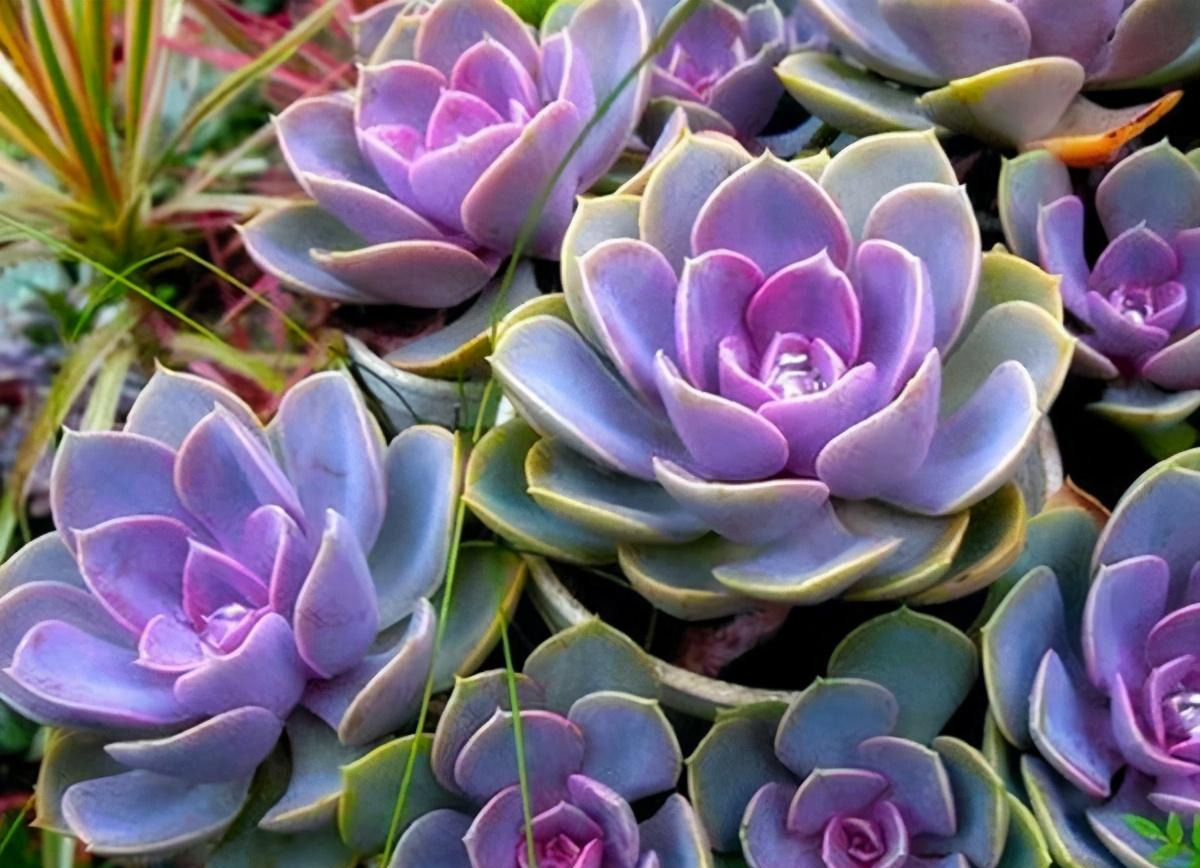 紫珍珠想养成老桩,避开这"三怕",时间短一倍,香气宜人小半年