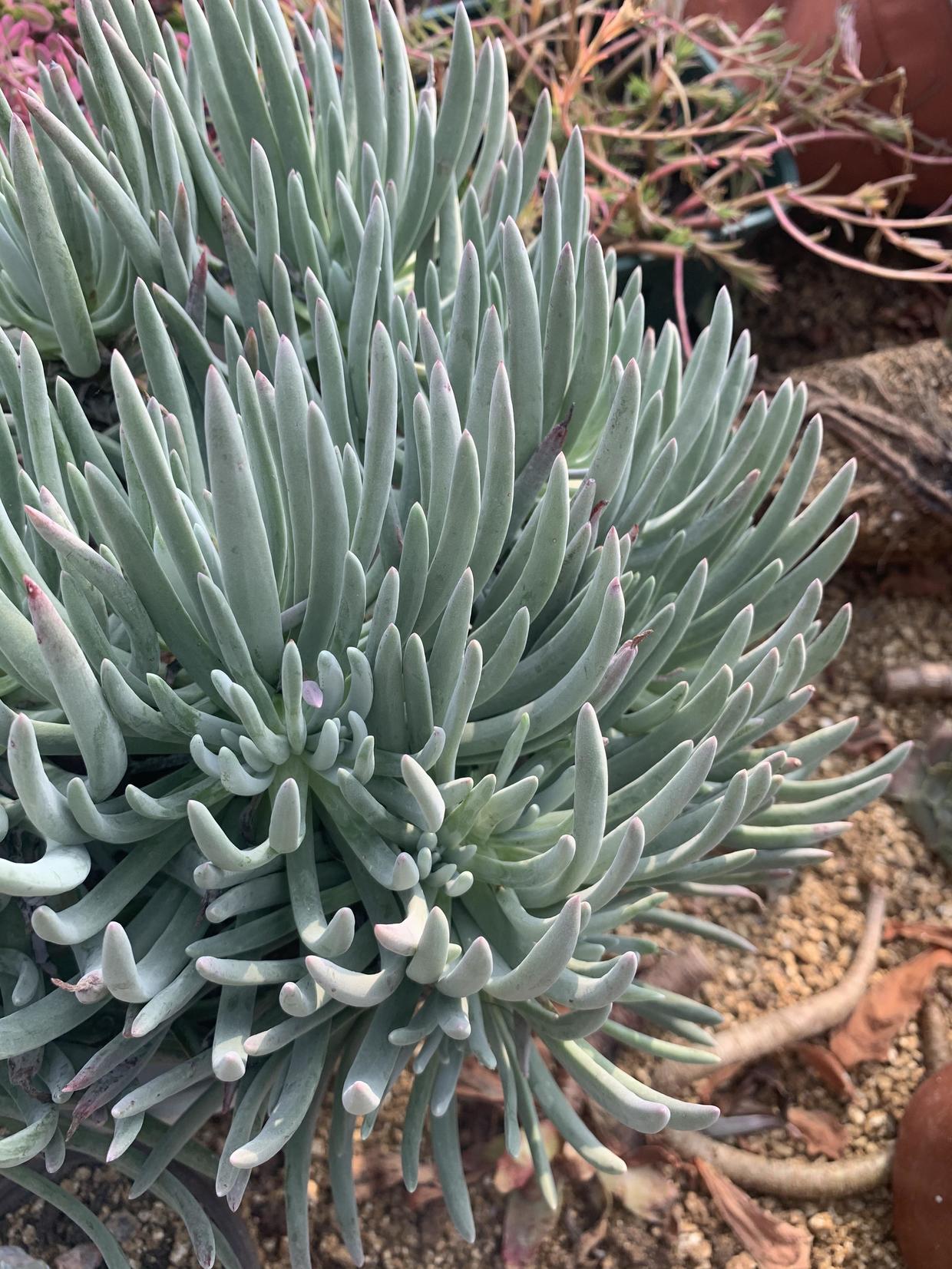 仙女杯爱杜丽丝,养了3年了,分享养护技巧,教你养成大老桩