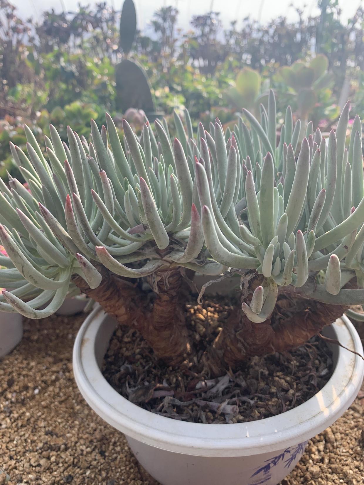 仙女杯爱杜丽丝,养了3年了,分享养护技巧,教你养成大老桩