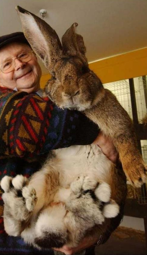 澳洲巨兔图片