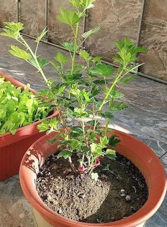 灯笼果|幼苗|花卉_新浪新闻