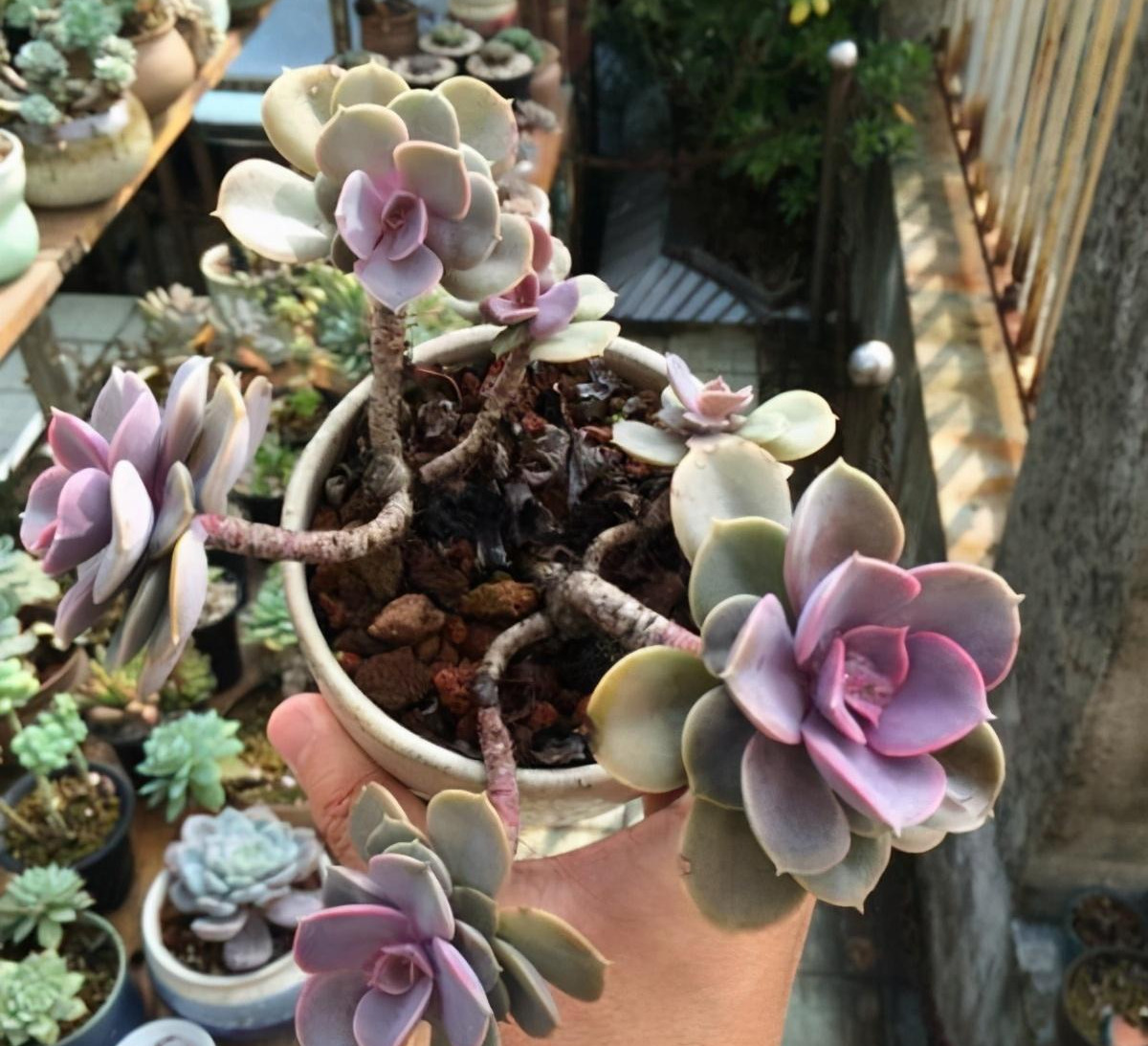 紫珍珠想养成老桩,避开这"三怕",时间短一倍,香气宜人小半年