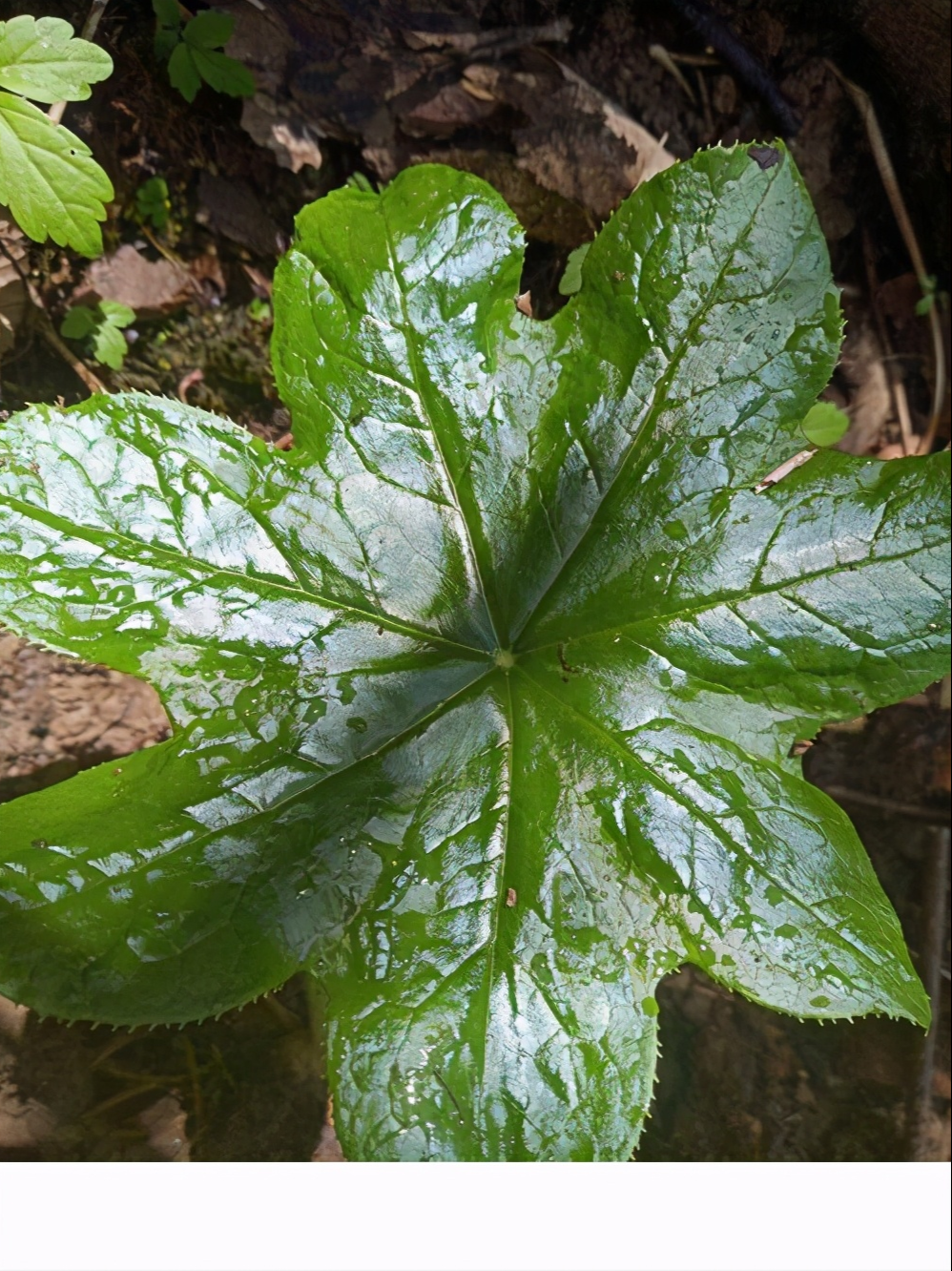 想买碗莲,可是长出个八角莲花,这是赚了还是亏了?