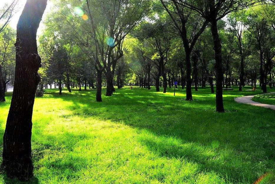 在市区中很少有森林公园,很多的都是一些遗迹或者是人工造景等等,很难