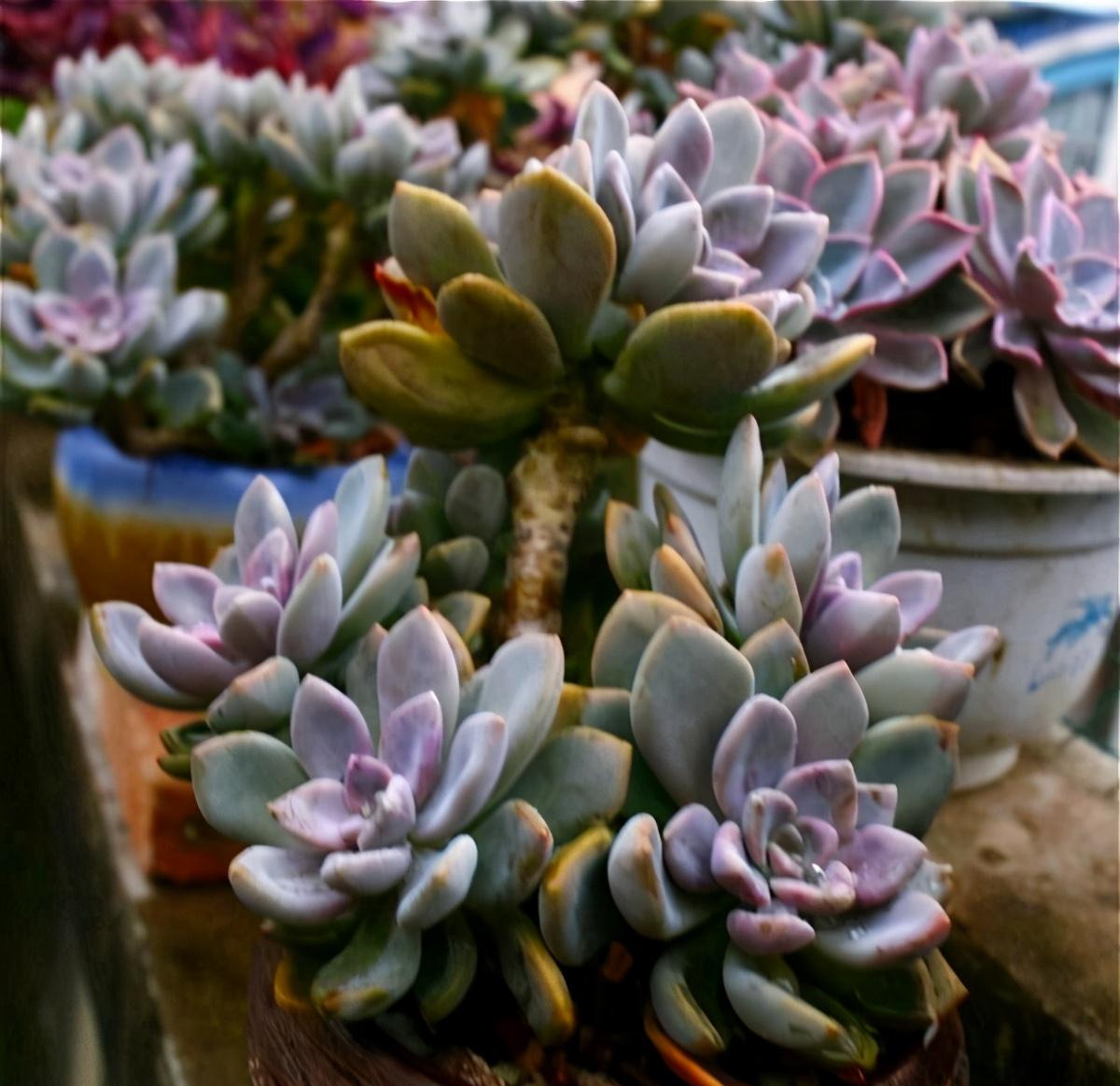 十一月养冬美人,避开这"三怕",催新芽壮主茎,逆袭