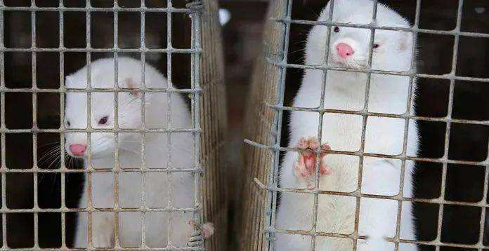 爱尔兰将扑杀12万只水貂防新冠传播 英媒：仍可剥皮交付订单