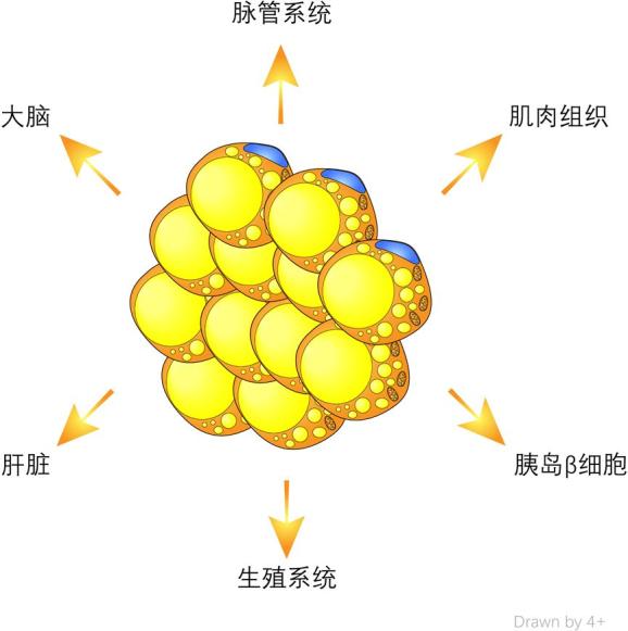 白色脂肪,顾名思义,从外观上看,是一块白色的组织块,通常存在于内脏