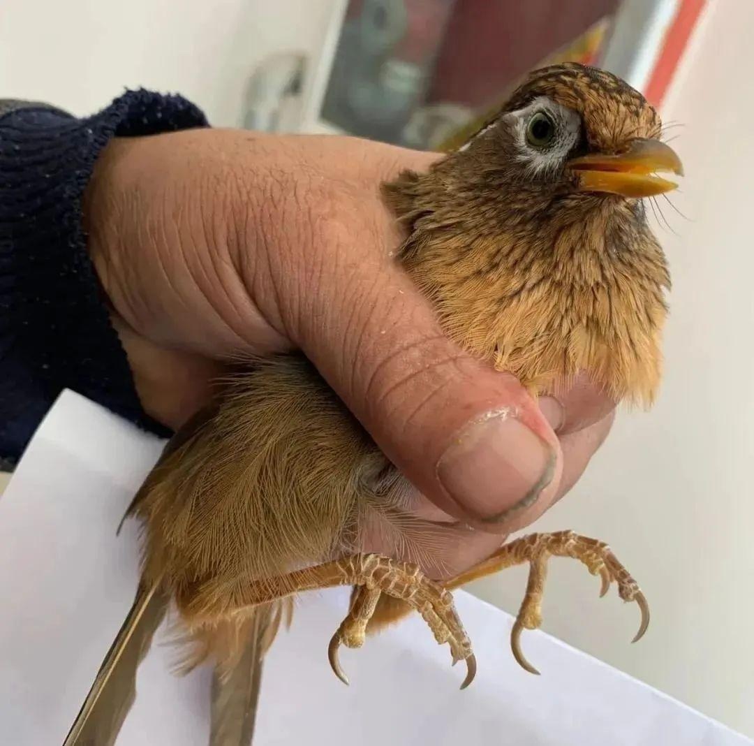 南丰公安猎捕画眉鸟非爱鸟人士绝不容忍