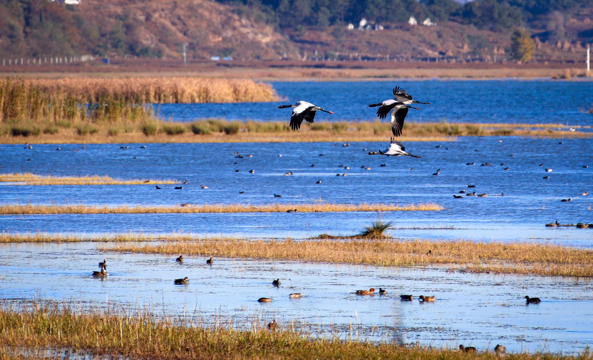 56万只候鸟威宁草海越冬草海精灵拔得头筹
