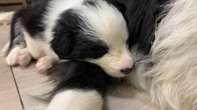 一个月大的边牧小奶狗你们感受下